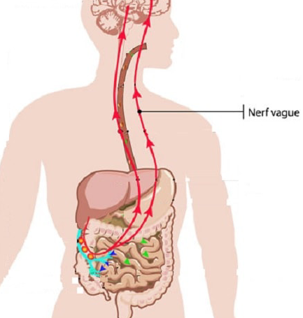 Le nerf vague : tout savoir avec vos ostéopathes - REFLEX OSTEO