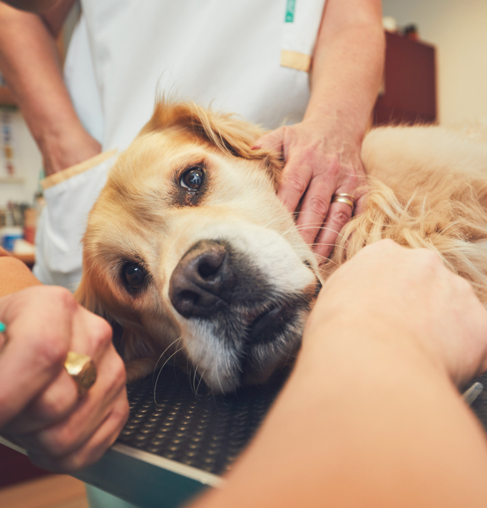Un ostéopathe pour chien en urgence