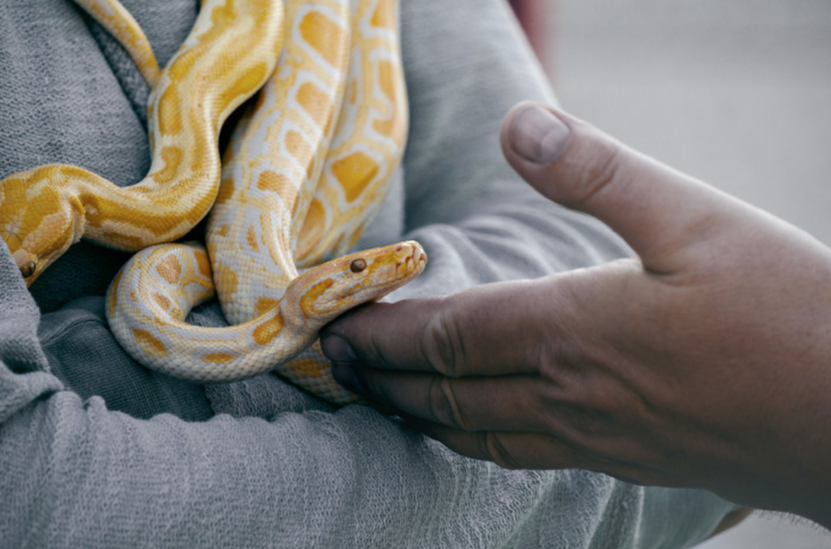 Ostéopathe pour serpent animalier