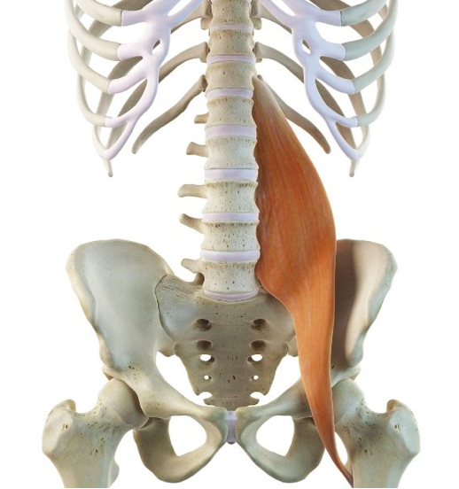 psoas et anatomie mal de dos