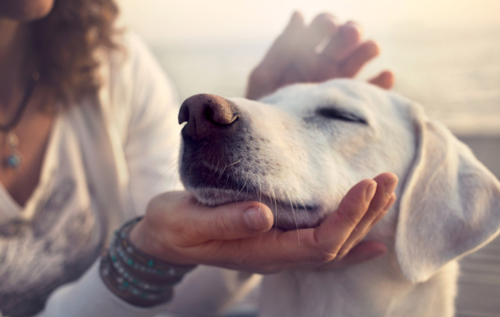 ostéopathie canine, trouver un ostéopathe pour chien à Paris