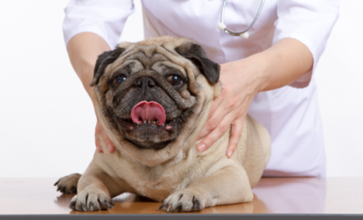 L'ostéopathie pour chien