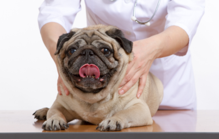 L'ostéopathie pour chien