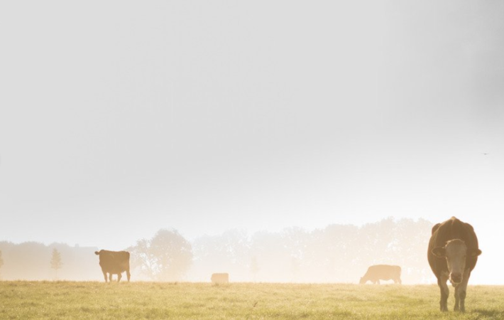 Un ostéopathe pour les vaches