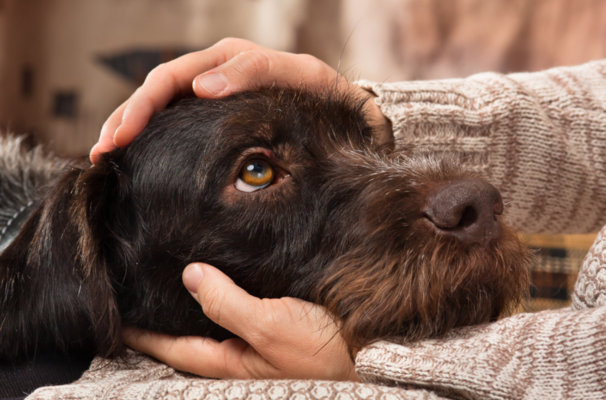 Ostéopathe pour mon chien : RDV et tout savoir lu0027ostéopathie 