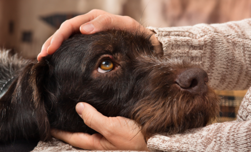 Ostéopathe canine pour chien