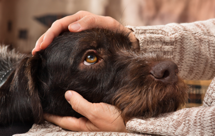 Ostéopathe canine pour chien