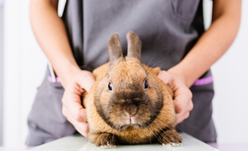 ostéopathe pour lapin et animaux