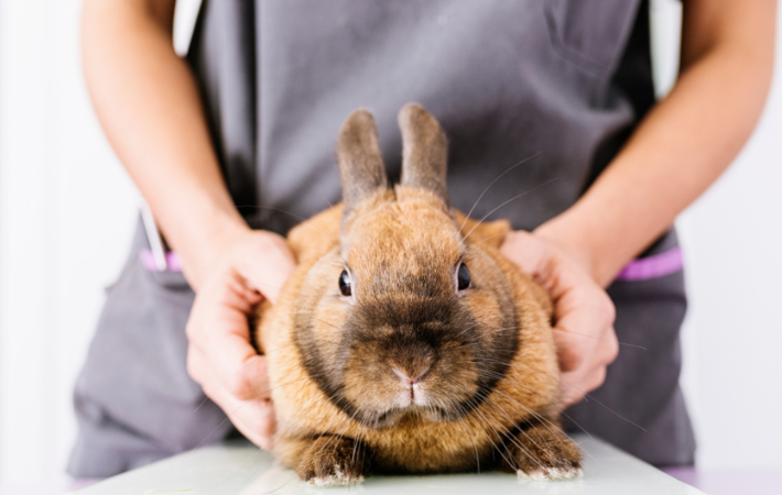 ostéopathe pour lapin et animaux