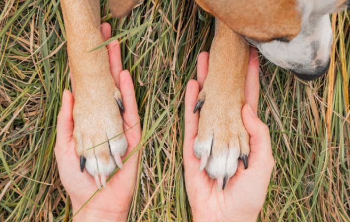 osteopathe-chien-cheval-chute