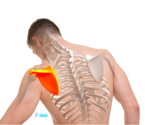 Tout savoir sur l'omoplate (scapulaire) et ses douleurs