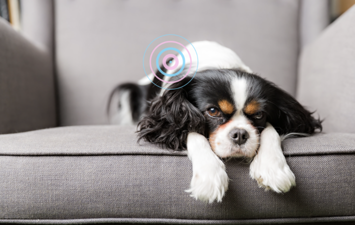 ostéopathe pour chien avec douleur de dysplasie